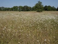 NL, Noord-Brabant, Goirle, Landgoed De Hoevens 62, Saxifraga-Willem van Kruijsbergen