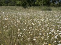 NL, Noord-Brabant, Goirle, Landgoed De Hoevens 63, Saxifraga-Willem van Kruijsbergen