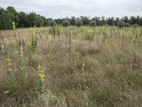 NL, Noord-Brabant, Goirle, Landgoed De Hoevens 77, Saxifraga-Willem van Kruijsbergen