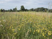 NL, Noord-Brabant, Goirle, Landgoed De Hoevens 81, Saxifraga-Willem van Kruijsbergen