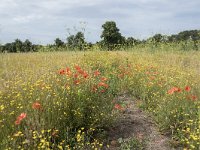 NL, Noord-Brabant, Goirle, Landgoed De Hoevens 82, Saxifraga-Willem van Kruijsbergen