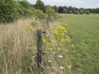 NL, Noord-Brabant, Goirle, Landgoed De Hoevens 84, Saxifraga-Willem van Kruijsbergen