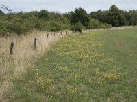 NL, Noord-Brabant, Goirle, Landgoed De Hoevens 85, Saxifraga-Willem van Kruijsbergen