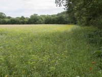 NL, Noord-Brabant, Goirle, Landgoed De Hoevens 86, Saxifraga-Willem van Kruijsbergen