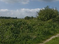 NL, Noord-Brabant, Hilvarenbeek, Spruitenstroompje 36, Saxifraga-Jan van der Straaten