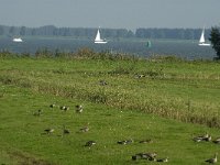 NL, Noord-Brabant, Moerdijk, Willemspolder 4, Saxifraga-Jan van der Straaten