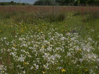 NL, Noord-Brabant, Oisterwijk, Helsbroek 2, Saxifraga-Jan van der Straaten