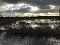 NL, Noord-Brabant, Oisterwijk, Hoevensesteeg 10, Saxifraga-Jan van der Straaten