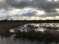 NL, Noord-Brabant, Oisterwijk, Hoevensesteeg 11, Saxifraga-Jan van der Straaten