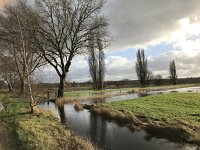 NL, Noord-Brabant, Oisterwijk, Hoevensesteeg 6, Saxifraga-Jan van der Straaten