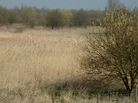 NL, Noord-Brabant, Steenbergen, Slikken van de Heen 3, Saxifraga-Jan van der Straaten