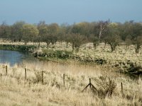 NL, Noord-Brabant, Steenbergen, Slikken van de Heen 7, Saxifraga-Jan van der Straaten