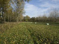 NL, Noord-Brabant, Valkenswaard, Pelterheggen 20, Saxifraga-Jan van der Straaten