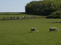 NL, Noord-Holland, Texel, De Hooge Berg 9, Saxifraga-Jan van der Straaten