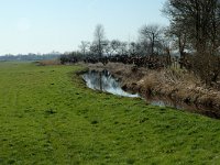 NL, Noord-Holland, Zaanstad, Polder Westzaan 3, Saxifraga-Jan van der Straaten