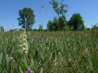 NL, Overijssel, Dalfsen, Luttenbergerven 5, Saxifraga-Mark Zekhuis