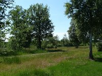 NL, Overijssel, Dalfsen, Luttenbergerven 6, Saxifraga-Mark Zekhuis