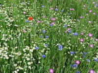 NL, Overijssel, Olst-Wijhe, Wesepe 2, Saxifraga-Mark Zekhuis