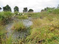 NL, Overijssel, Ommen, Beerze 15, Saxifraga-Mark Zekhuis