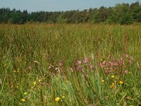 NL, Overijssel, Ommen, Junner Koeland 16, Saxifraga-Willem van Kruijsbergen