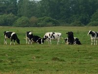 NL, Overijssel, Ommen, Junner Koeland 23, Saxifraga-Willem van Kruijsbergen