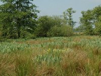 NL, Overijssel, Ommen, Junner Koeland 34, Saxifraga-Willem van Kruijsbergen