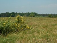 NL, Overijssel, Ommen, Junner Koeland 39, Saxifraga-Willem van Kruijsbergen