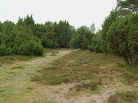 NL, Overijssel, Ommen, Junner Koeland 4, Saxifraga-Willem van Kruijsbergen