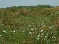 NL, Overijssel, Ommen, Junner Koeland 41, Saxifraga-Willem van Kruijsbergen