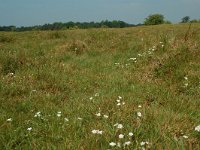 NL, Overijssel, Ommen, Junner Koeland 42, Saxifraga-Willem van Kruijsbergen