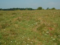 NL, Overijssel, Ommen, Junner Koeland 43, Saxifraga-Willem van Kruijsbergen