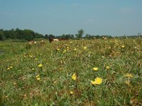 NL, Overijssel, Ommen, Junner Koeland 46, Saxifraga-Willem van Kruijsbergen