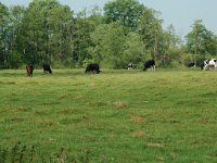 NL, Overijssel, Ommen, Junner Koeland 47, Saxifraga-Willem van Kruijsbergen