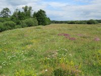 NL, Overijssel, Ommen, Junner Koeland 50, Saxifraga-Mark Zekhuis