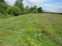 NL, Overijssel, Ommen, Junner Koeland 51, Saxifraga-Mark Zekhuis