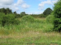 NL, Overijssel, Ommen, Junner Koeland 52, Saxifraga-Mark Zekhuis