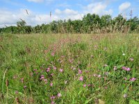 NL, Overijssel, Ommen, Junner Koeland 55, Saxifraga-Mark Zekhuis