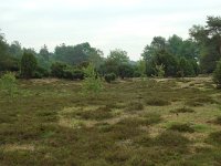 NL, Overijssel, Ommen, Junner Koeland 6, Saxifraga-Willem van Kruijsbergen