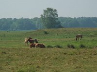 NL, Overijssel, Ommen, Junner koeland 32, Saxifraga-Willem van Kruijsbergen