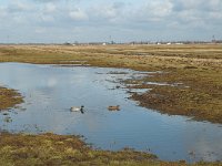 NL, Zuid-Holland, Strijen, Het Oudeland van Strijen 10, Saxifraga-Jan van der Straaten