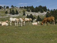 Grassland on rocks-Grasland op rotsen