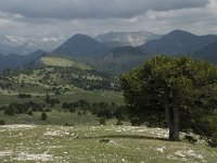 F, Drome, Treschenu-Creyers, Vallon de Combeau 30, Saxifraga-Jan van der Straaten