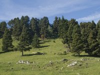 F, Drome, Treschenu-Creyers, Vallon de Combeau 67, Saxifraga-Willem van Kruijsbergen