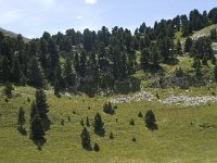 F, Drome, Treschenu-Creyers, Vallon de Combeau 85, Saxifraga-Willem van Kruijsbergen