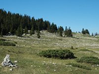 F, Isere, Gresse-en-Vercors, Plaine de la Chau 1, Saxifraga-Marijke Verhagen