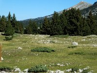 F, Isere, Gresse-en-Vercors, Plaine de la Chau 2, Saxifraga-Marijke Verhagen