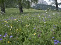 I, Sued-Tirol, Corvara, Kolfuschg 14, Saxifraga-Willem van Kruijsbergen