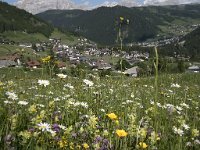 I, Sued-Tirol, Corvara, Kolfuschg 24, Saxifraga-Willem van Kruijsbergen