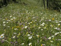 I, Sued-Tirol, Corvara, Kolfuschg, Ciamplo 22, Saxifraga-Annemiek Bouwman