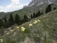 I, Sued-Tirol, Wolkenstein, Groedner Joch 19, Saxifraga-Willem van Kruijsbergen